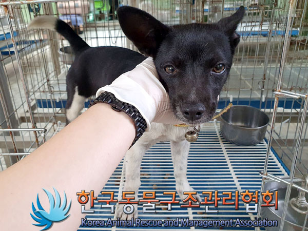 한국동물구조관리협회_441406202301123